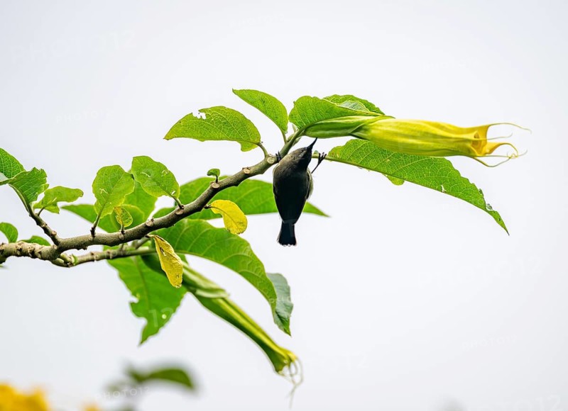 Olive-bellied Sunbird (Cinnyris chloropygius) eating nectar from a yellow flower, Mgahinga Gorilla National Park, Western Region, Uganda