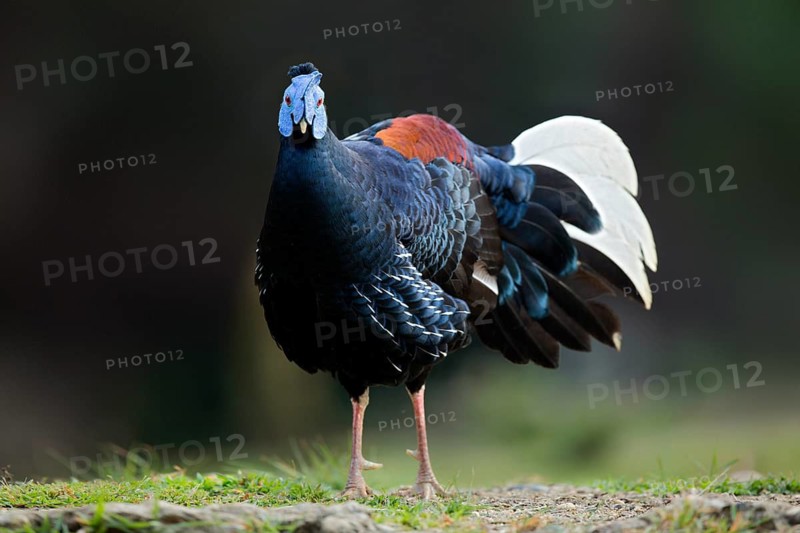 Crested Fireback (Lophura ignita rufa) male, Pahang, Malaysia
