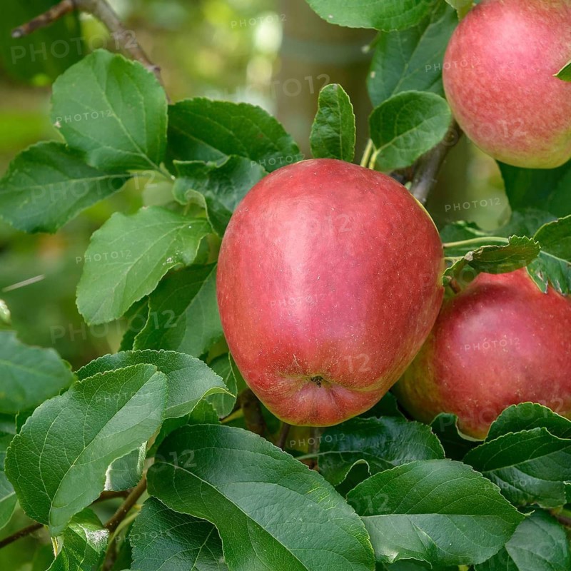 Apple (Malus domestica 'Rewena'),  Germany