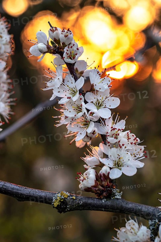 White flowers of a blackthorn hedge (Prunus spinosa) on a branch in front of a bright sunset light, Lower Saxony, Germany