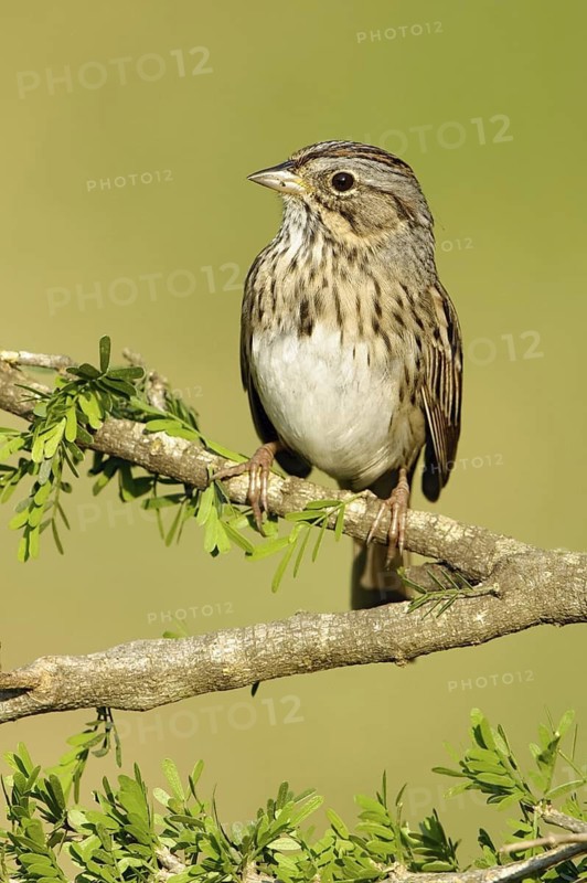 Lincoln's Sparrow (Melospiza lincolnii), Texas, USA