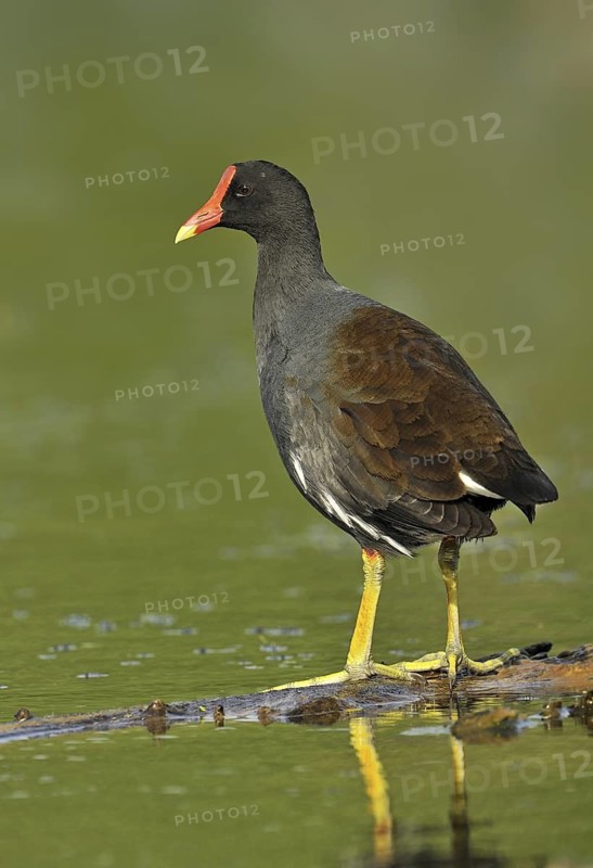 Common Moorhen (Gallinula chloropus), Canada