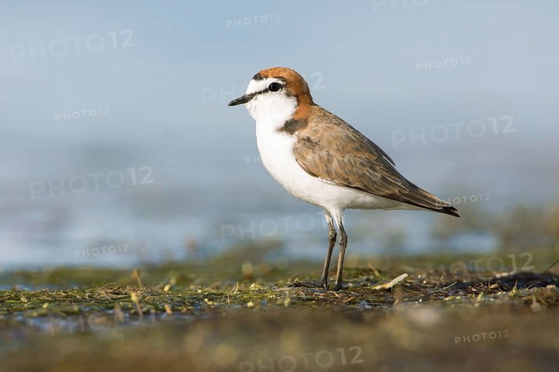 Red-capped Plover (Charadrius ruficapillus) male, Victoria, Australia