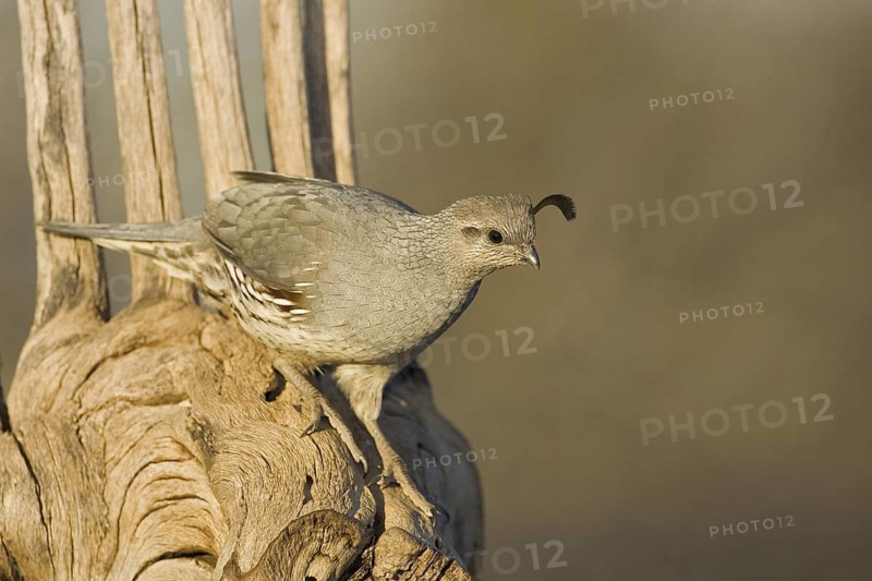 Gambel's Quail (Callipepla gambelii) female, Arizona, USA