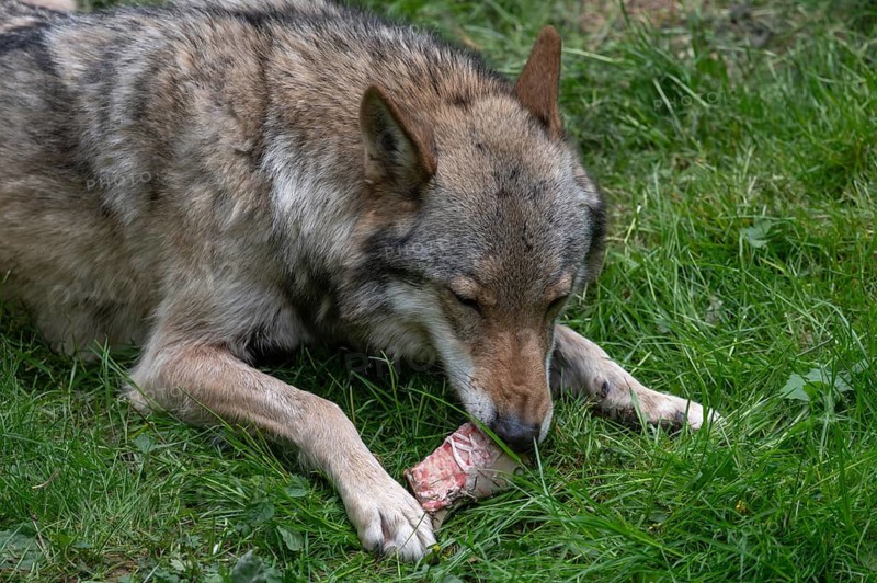 Wolf (Lupus) feeding, wildlife park, Bavaria, Germany