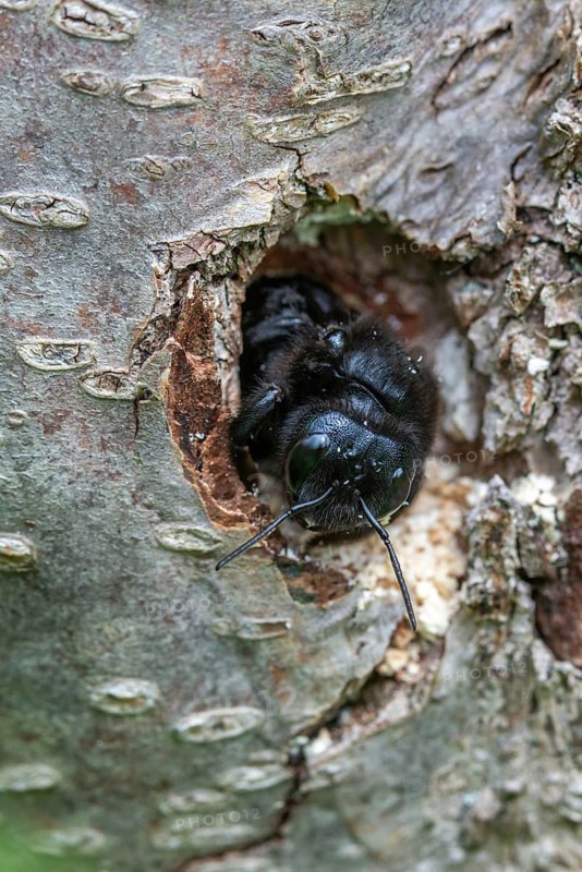 Apidae, bees, blue wood bee, large wood bee, hymenoptera, violet-winged wood bee, xylocopa violacea, brood cave, high size, portrait format, insects, nesting cave, violet carpenter bee