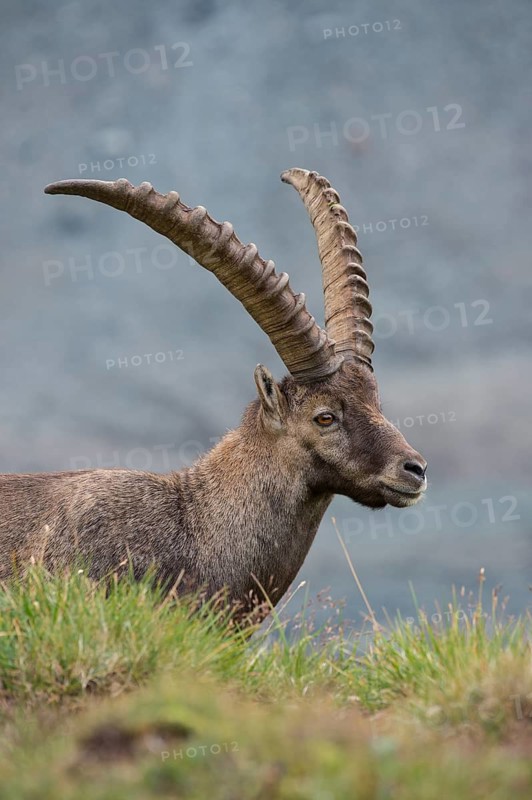 Alpine Ibex (Capra ibex) male portrait, High Tauern, Carinthia, Austria