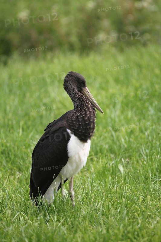Black stork (Ciconia nigra) young bird in the meadow, Allgäu, Bavaria, Germany