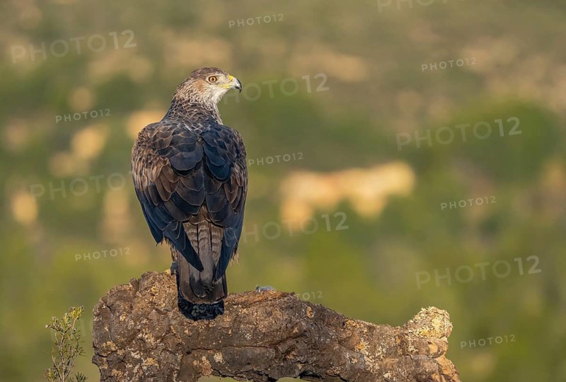 A stunning Bonelli's Eagle sits gracefully on a rugged perch in the wild landscapes of Valencia, showcasing its impressive plumage and fierce gaze