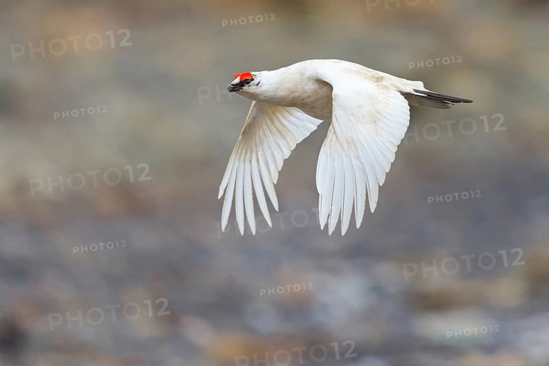Rock ptarmigan, Svalbard rock ptarmigan, Ptarmigan, (Lagopus mutus), Lagopus muta hyperbore), male, flies, flight photo, Longyearbyen, Svalbard / Spitsbergen, Norway