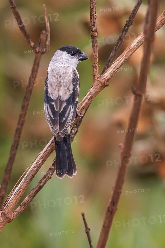 Pearly–bellied Seedeater (Sporophila pileata) perched on a branch in the Atlantic rainforest of southeast Brazil