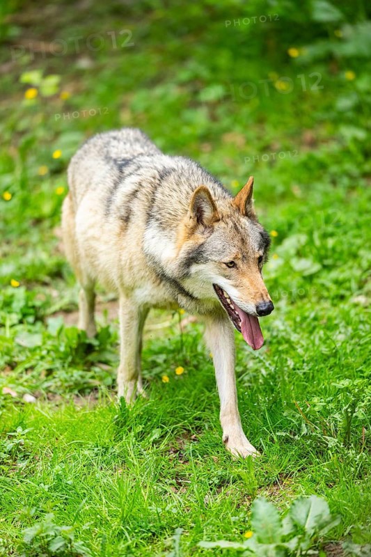 European gray wolf (Canis lupus lupus) on a meadow, Germany