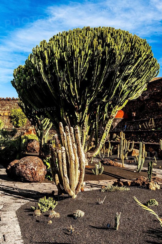 Jardin de Cactus with more than 10,000 cacti by Cesar Manrique, Guatiza, Lanzarote, Canary Islands, Spain