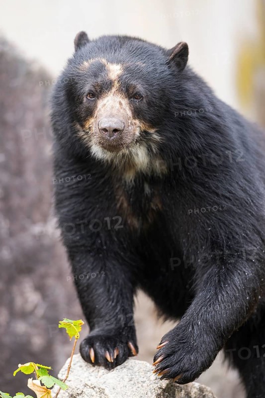 American black bear (Ursus americanus), walking on a rock, captive, Bavaria, Germany
