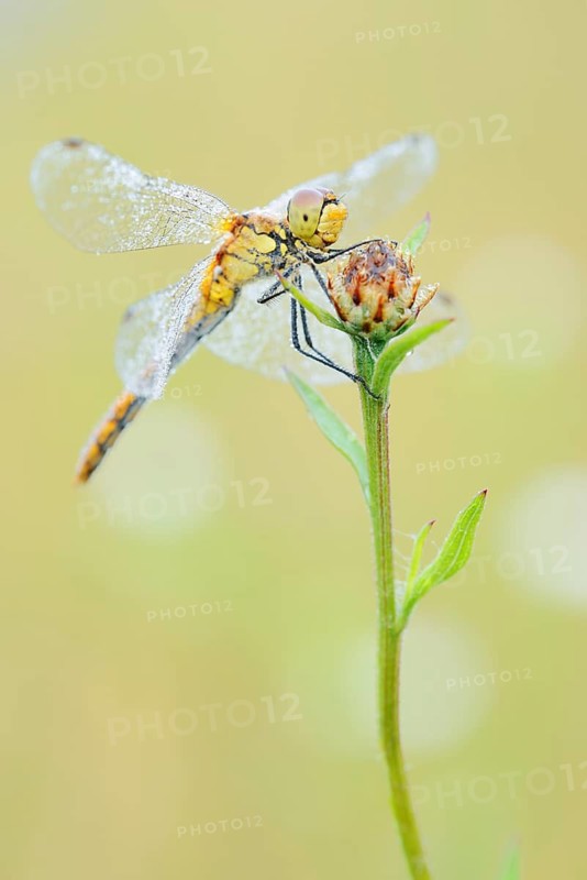 Ruddy Darter (Sympetrum sanguineum), female with a dewdrop, North Rhine-Westphalia, Germany