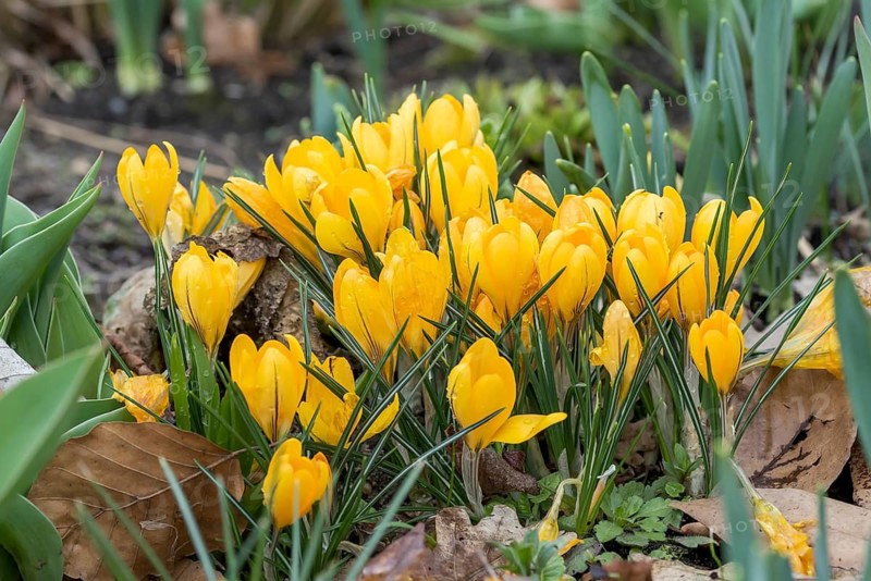 Crocus (Crocus vernus 'Yellow'),  Germany