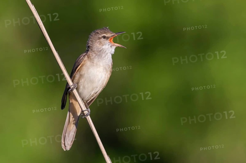 Great Reed Warbler (Acrocephalus arundinaceus) male singing in reeds, Poland