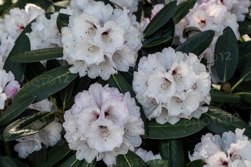 Rhododendron blossom (Rhododendron Great Dane), Lower Saxony, Germany