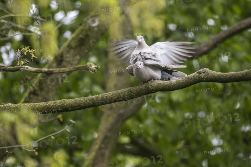 Eurasian collared doves (Streptopelia decaocto), mating, Emsland, Lower Saxony, Germany