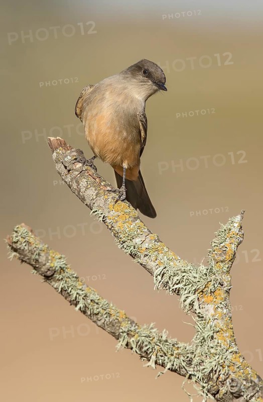 Say's Phoebe (Sayornis saya) perched on a branch, California, USA