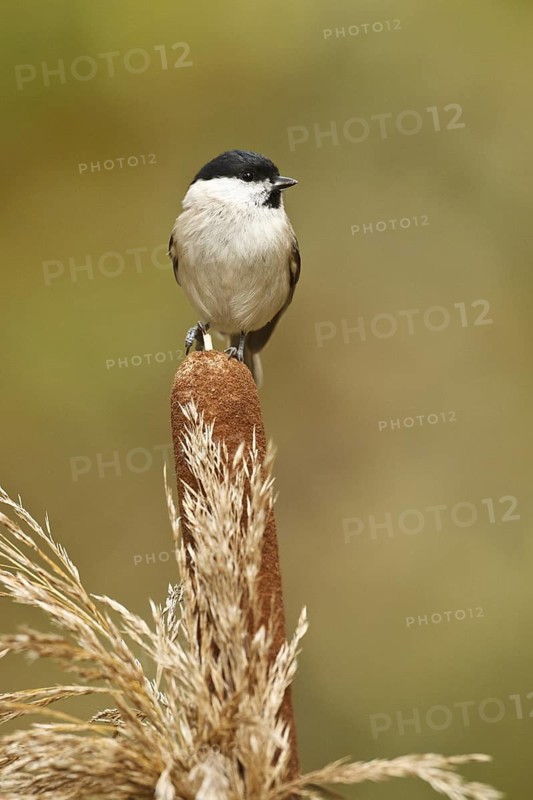 Marsh Tit (Poecile palustris), Rhineland-Palatinate, Germany