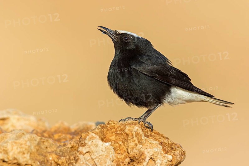 Saharasteinschmätzer, White-crowned, Black Wheatear, White-tailed Wheatear, Oenanthe leucopyga, Traquet à tête blanche, Collalba Negra de Brehm