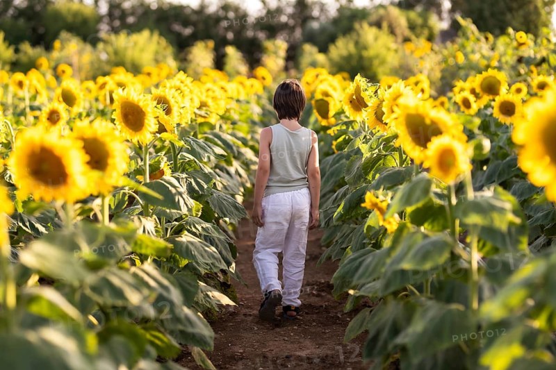 A child walks down a dirt path in a sunflower field, surrounded by bright yellow blooms. The warm sunset light creates a serene and picturesque summer scene