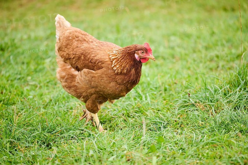 A chicken with brown feathers and a red comb walking on grass during the day, Chicken (Gallus domesticus), Austria