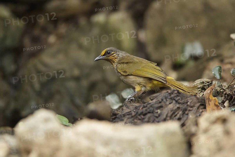Stripe-throated Bulbul (Pycnonotus finlaysoni), Kaeng Krachan, Thailand