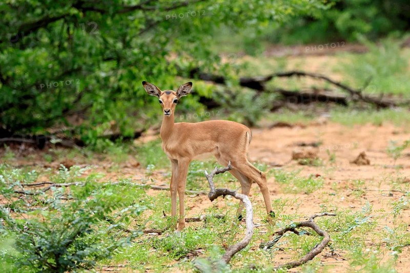Black-heeled antelope (Aepyceros melampus), impala, young, alert, Kruger National Park, South Africa