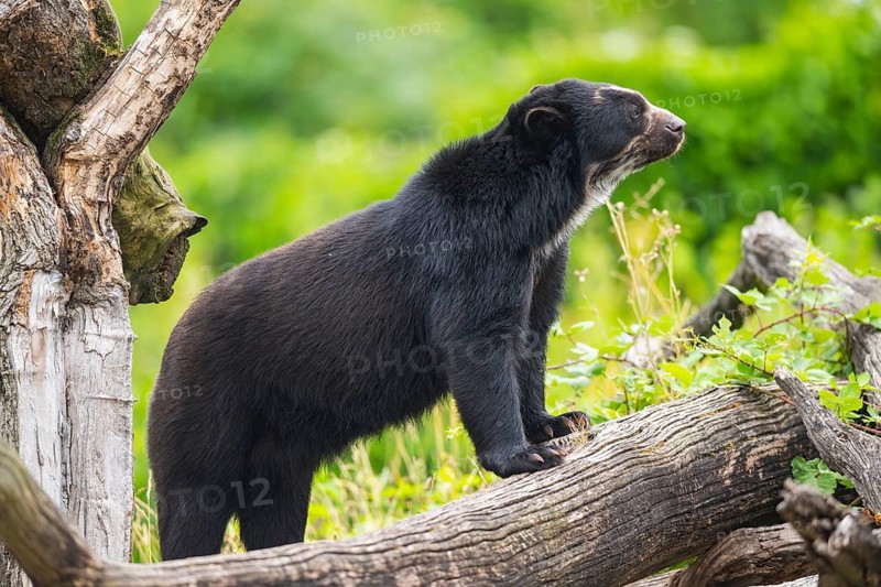 American black bear (Ursus americanus), climbing an old tree trunk, captive, Bavaria, Germany