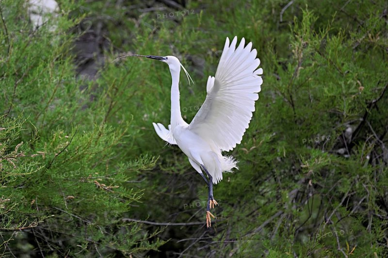 Little Egret (Egretta garzetta), with nesting material in its beak, taking departure from a tree, Camargue, southern France