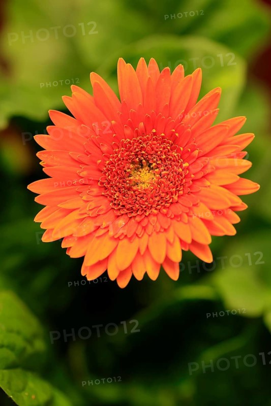 Gerbera (Gerbera), flowering, flower, orange, Ellerstadt, Germany