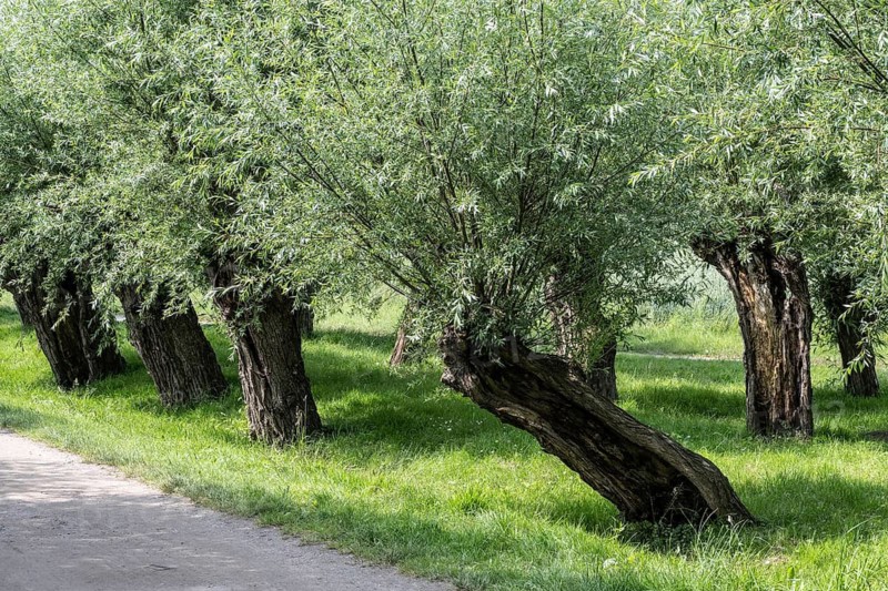 Old pollarded willow, willow (Salix viminalis), Poel Island, Mecklenburg-Western Pomerania, Germany