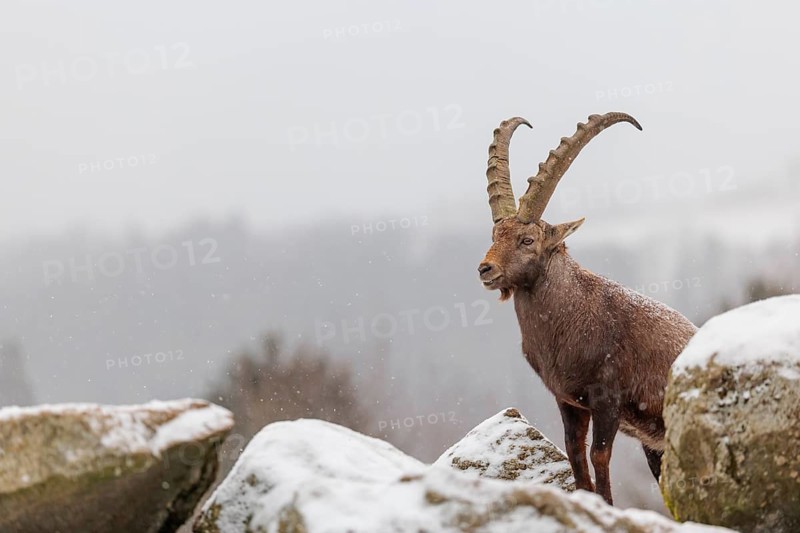 A male ibex (Capra ibex) stands on a rock in the snowstorm. A forest can be seen dimly in the background. Carinthia, Austria