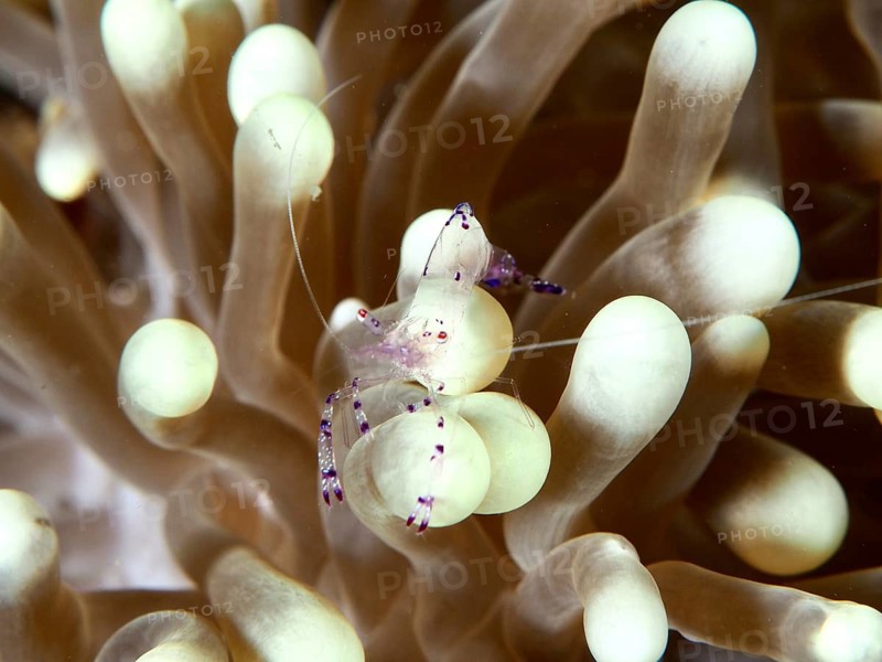 Saravati anemone shrimp (Ancylomenes sarasvati) on a pale sea anemone with contrasting colours, Prapat dive site, Penyapangan, Bali, Indonesia