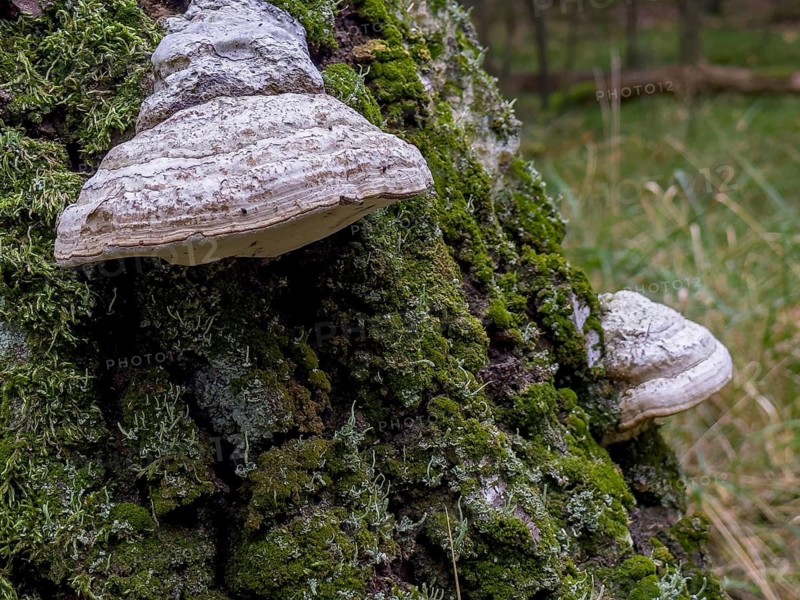Tinder fungus, Common tinder fungus, Hadersau, Hadernsau (Fomes fomentarius)