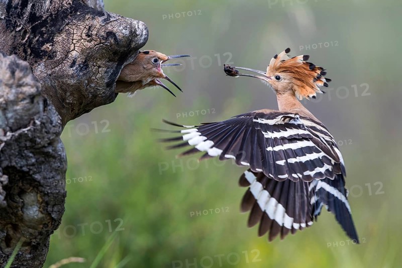 Eurasian Hoopoe (Upupa epops) feeding chicks in breeding cavity, Subotica, Serbia