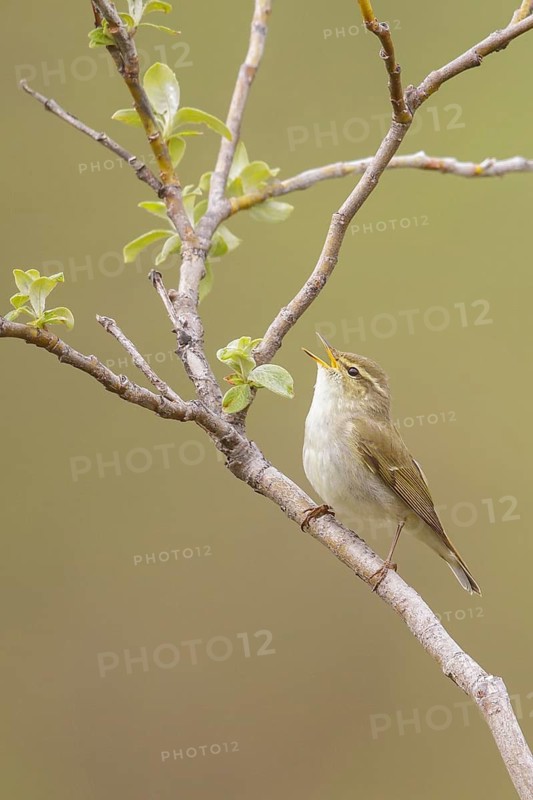 Arctic warbler (Phylloscopus borealis) perched on a branch in Nome, Alaska