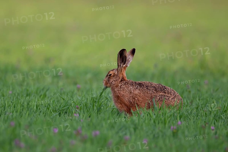 European brown hare (Lepus europaeus) adult animal feeding in farmland cereal crop in spring, England, United Kingdom