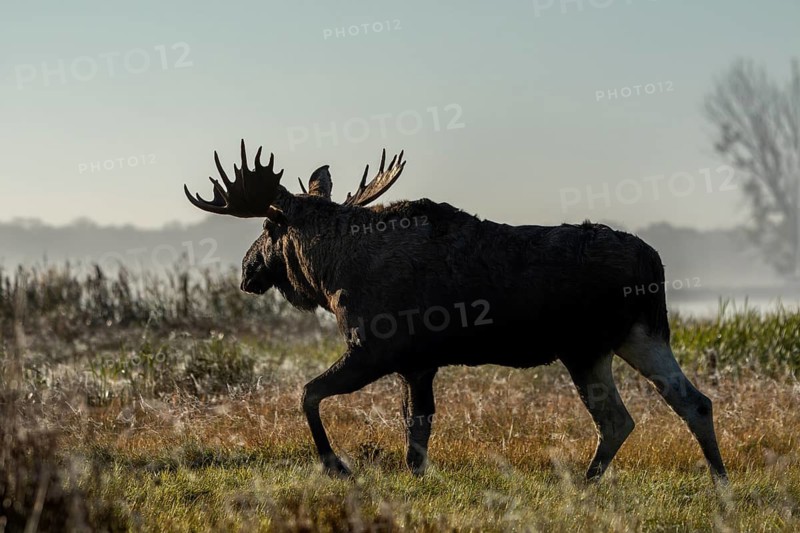 A bull moose (Alces alces) on the shore of a lake, October, Denmark