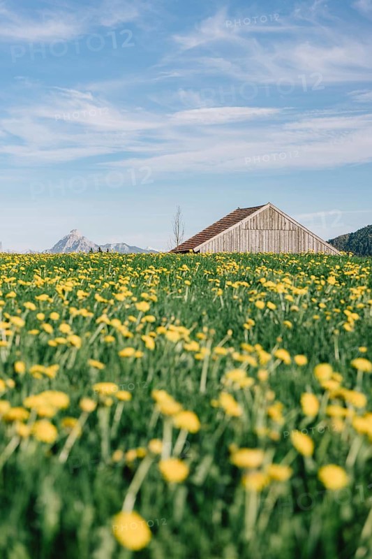 Dandelion in the Allgäu in front of the Alps and their beautiful mountains in Bavaria, Germany