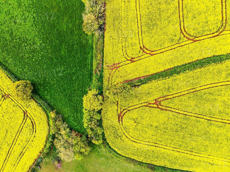 TOP DOWN over Rapeseed fields and Farms from a drone, Devon, England, United Kingdom