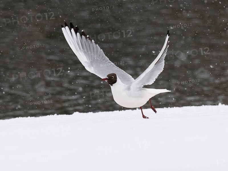 Black-headed Gull (Larus ridibundus), adult bird at the side of a lake, in take-off flight, amongst falling snow, island of Texel, Holland of Texel, Holland