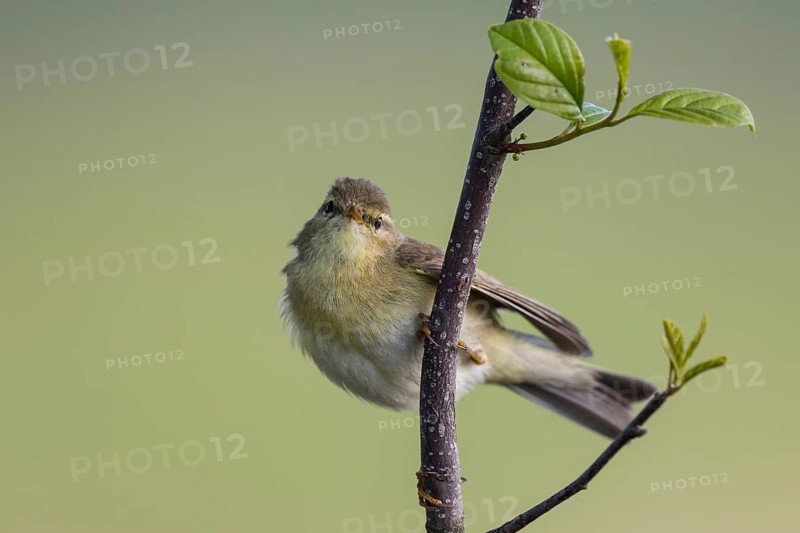 Willow Warbler (Phylloscopus trochilus) male perched on a branch, North-Rhine-Westphalia, Germany