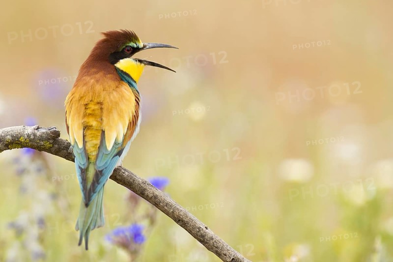 European Bee-eater (Merops apiaster), Seville, Spain