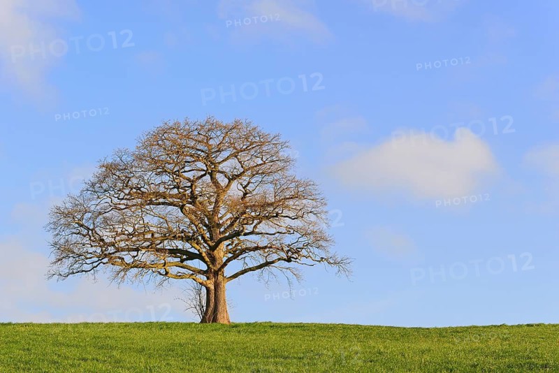 Oak (Quercus), bare gnarled solitary tree, blue cloudy sky, North Rhine-Westphalia, Germany