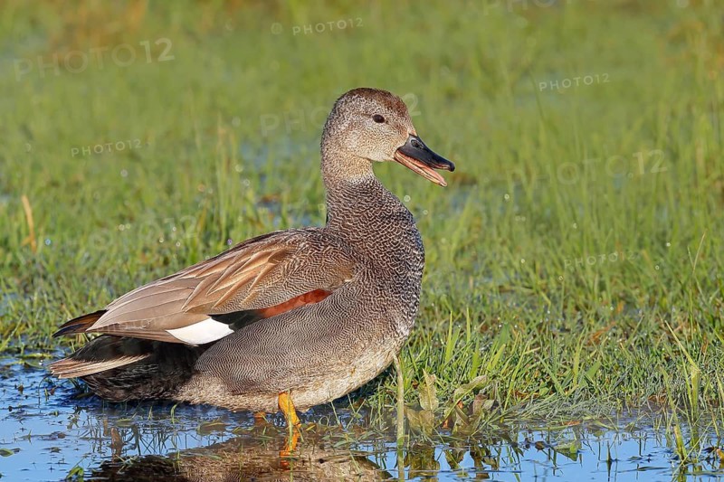 Gadwall (Mareca strepera) male standing in a wet meadow of a moorland area, mid-range duck called wildlife, duck bird, in Germany migratory bird or winter visitor, nature photography, Ochsenmoor, Naturpark Dümmer See, Hüde, Lower Saxony, Germany