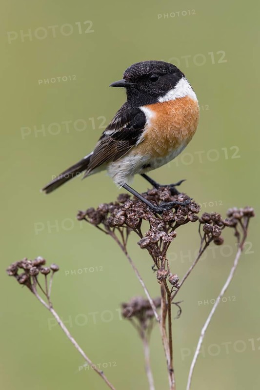 European Stonechat (Saxicola rubicola) male perched on a branch, Poland