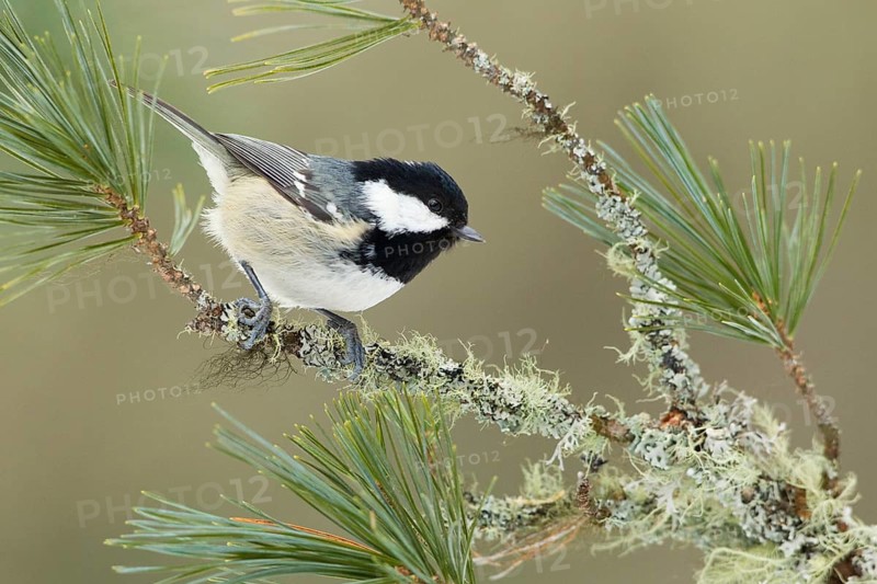 Coal Tit (Periparus ater), Switzerland